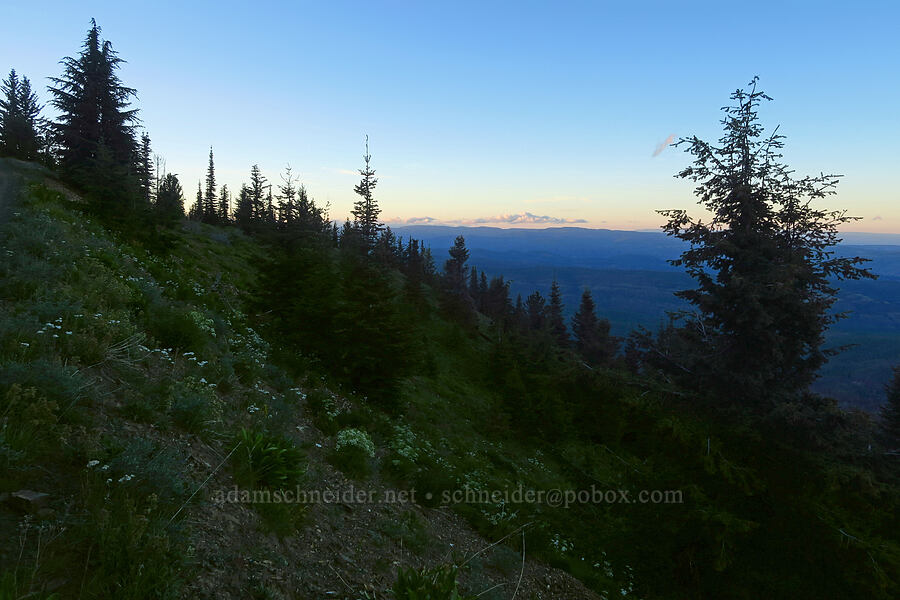 twilight wildflowers [Forest Road 1500-190, Okanogan-Wenatchee National Forest, Yakima County, Washington]
