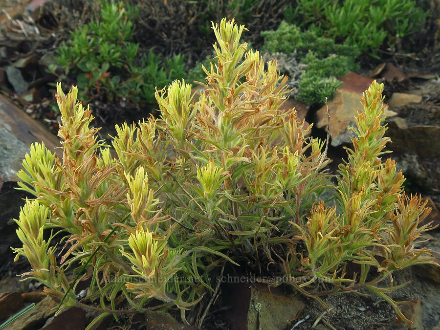 Thompson's paintbrush (Castilleja thompsonii) [Timberwolf Mountain, Okanogan-Wenatchee National Forest, Yakima County, Washington]