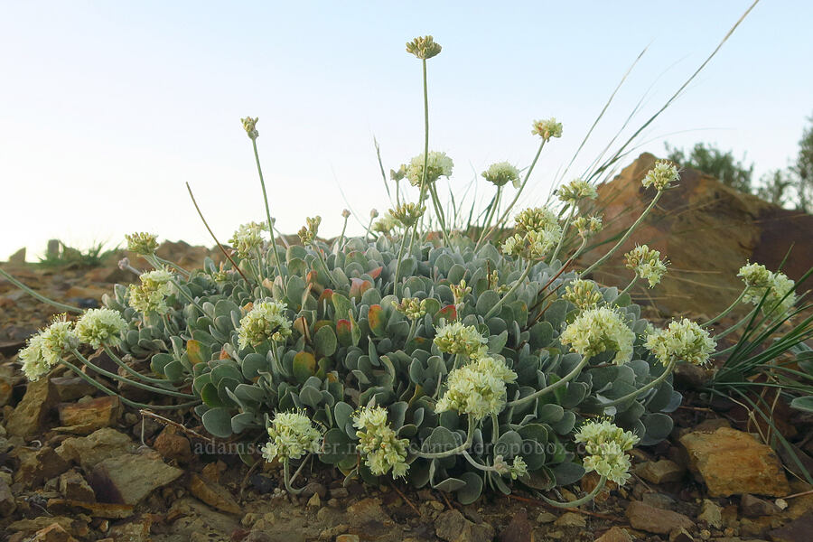 cushion buckwheat (Eriogonum ovalifolium) [Timberwolf Mountain, Okanogan-Wenatchee National Forest, Yakima County, Washington]