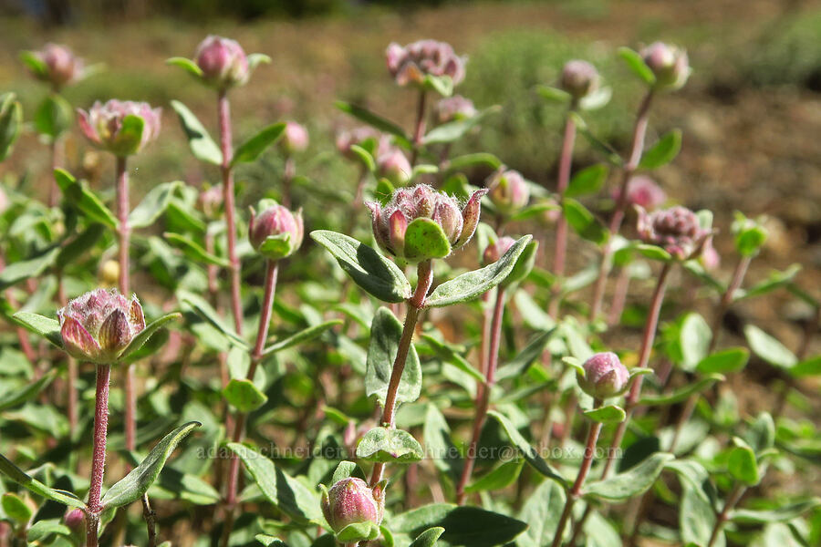 coyote mint (Monardella odoratissima ssp. discolor) [Ironstone Mountain Trail, William O. Douglas Wilderness, Yakima County, Washington]