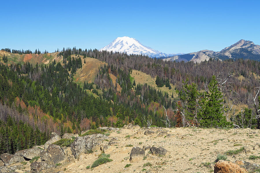 Mount Rainier, Bismarck Peak, and Schneider Springs Fire damage [Ironstone Mountain Trail, William O. Douglas Wilderness, Yakima County, Washington]