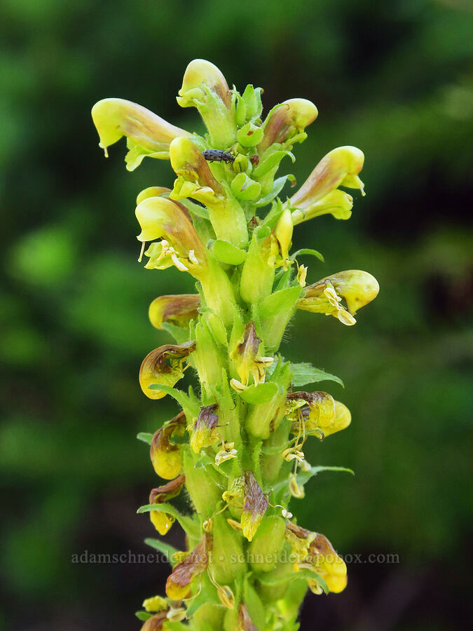 bracted lousewort (Pedicularis bracteosa) [Ironstone Mountain Trail, William O. Douglas Wilderness, Yakima County, Washington]