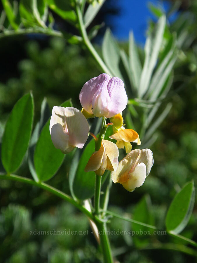 Lanszwert's pea-vine (Lathyrus lanszwertii) [Ironstone Mountain Trail, William O. Douglas Wilderness, Yakima County, Washington]