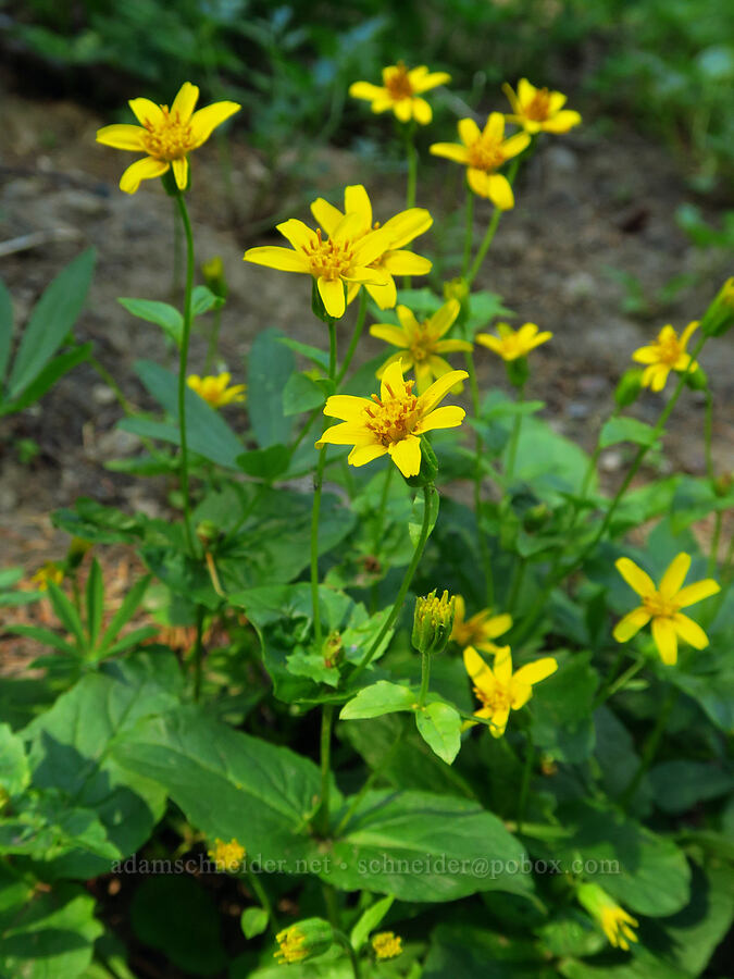 broad-leaf arnica (Arnica latifolia) [Ironstone Mountain Trail, William O. Douglas Wilderness, Yakima County, Washington]