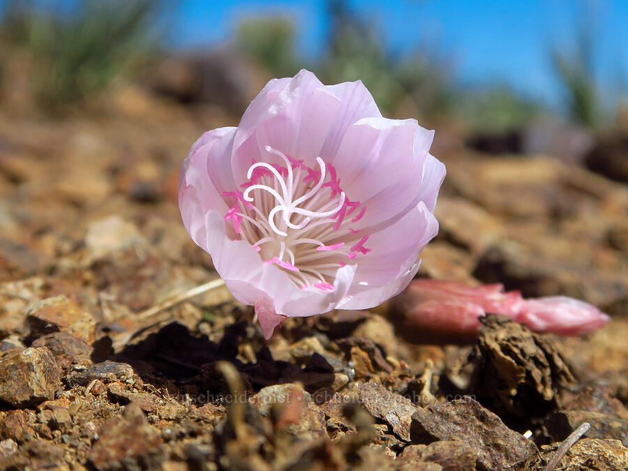 bitterroot (Lewisia rediviva) [Ironstone Mountain Trail, William O. Douglas Wilderness, Yakima County, Washington]