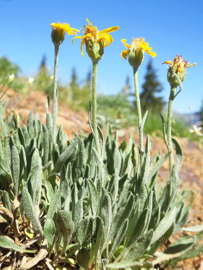 woolly goldenweed (Stenotus lanuginosus var. lanuginosus (Haplopappus lanuginosus)) [Ironstone Mountain Trail, William O. Douglas Wilderness, Yakima County, Washington]