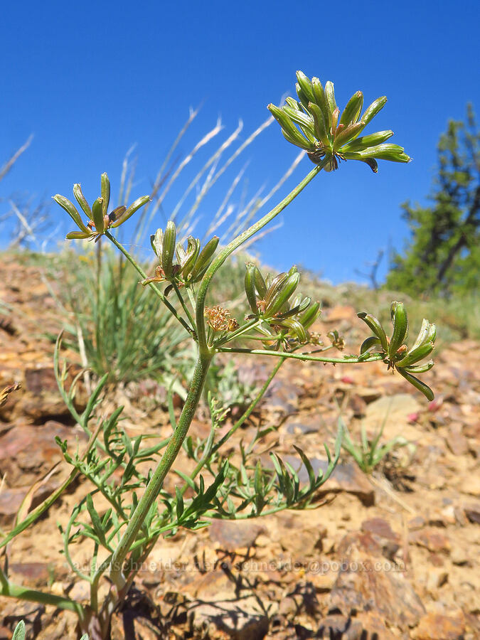 desert parsley, going to seed (Lomatium brevifolium (Lomatium triternatum var. brevifolium)) [Ironstone Mountain Trail, William O. Douglas Wilderness, Yakima County, Washington]