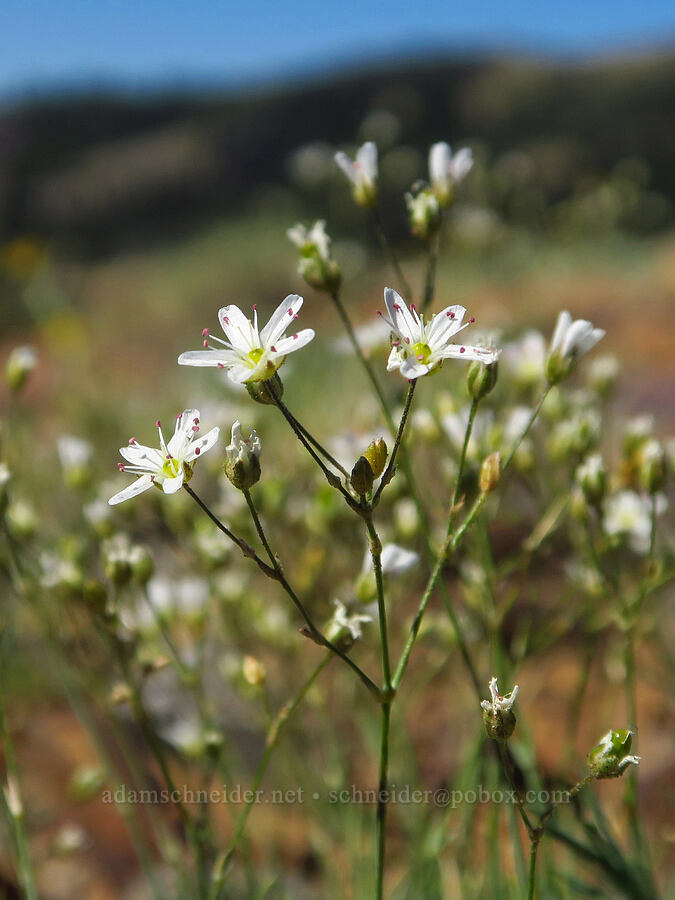thread-leaf sandwort (Eremogone capillaris (Arenaria capillaris)) [Ironstone Mountain Trail, William O. Douglas Wilderness, Yakima County, Washington]