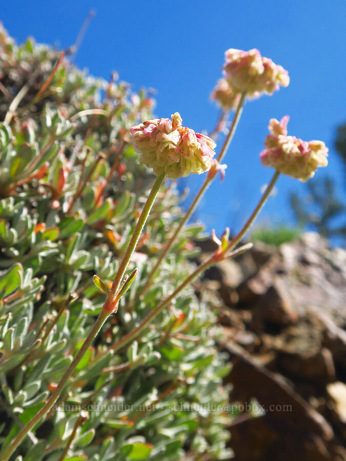 scabland or Douglas' buckwheat (Either  var.  or .) [Ironstone Mountain Trail, William O. Douglas Wilderness, Yakima County, Washington]