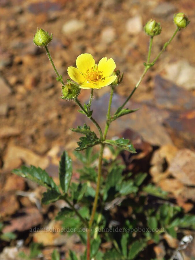 cliff cinquefoil (Drymocallis pseudorupestris var. saxicola (Potentilla glandulosa ssp. pseudorupestris)) [Ironstone Mountain Trail, William O. Douglas Wilderness, Yakima County, Washington]
