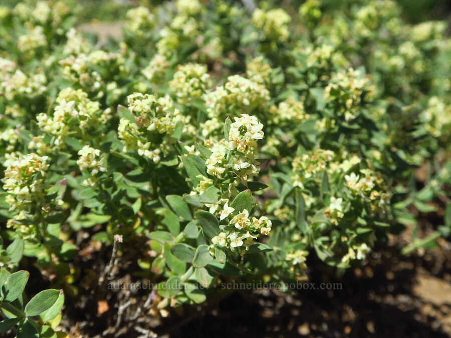 intermountain bedstraw (Galium serpenticum (Galium multiflorum)) [Ironstone Mountain Trail, William O. Douglas Wilderness, Yakima County, Washington]