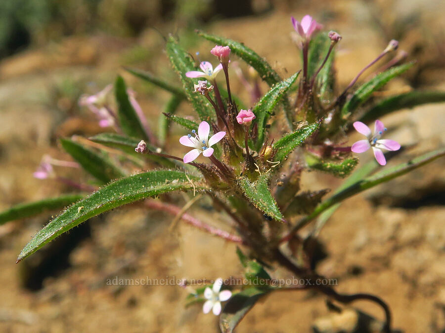 staining collomia (Collomia tinctoria) [Ironstone Mountain Trail, William O. Douglas Wilderness, Yakima County, Washington]