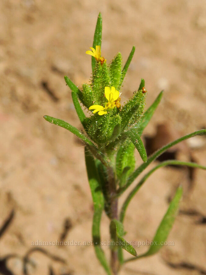 little tarweed (Madia exigua) [Ironstone Mountain Trail, William O. Douglas Wilderness, Yakima County, Washington]