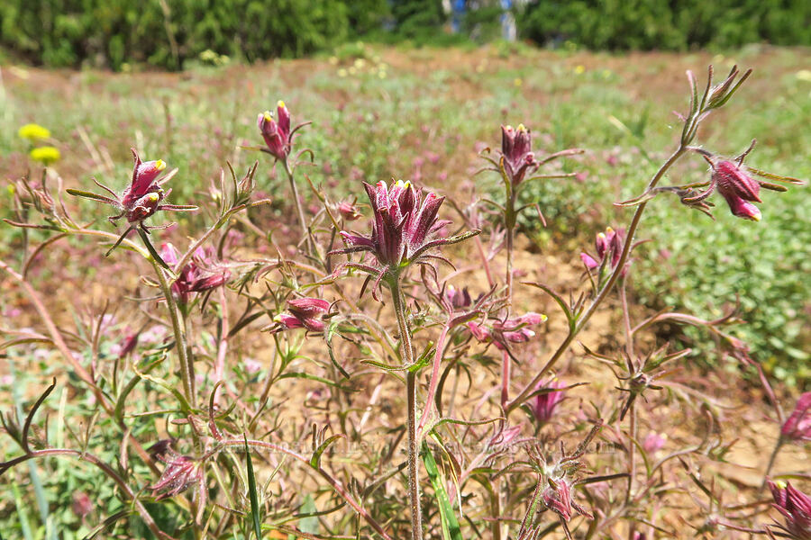 Yakima bird's-beak (Cordylanthus capitatus) [Ironstone Mountain Trail, William O. Douglas Wilderness, Yakima County, Washington]