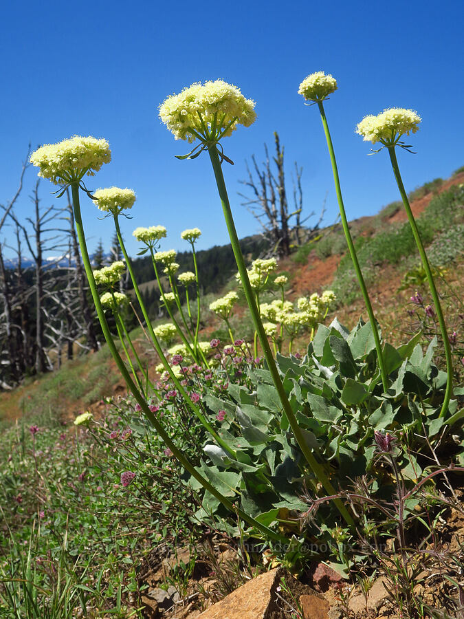 heart-leaf buckwheat (Eriogonum compositum) [Ironstone Mountain Trail, William O. Douglas Wilderness, Yakima County, Washington]
