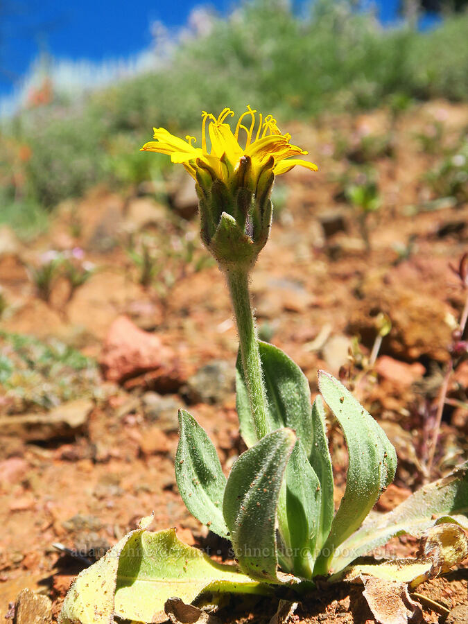 pale agoseris (Agoseris glauca var. dasycephala) [Ironstone Mountain Trail, William O. Douglas Wilderness, Yakima County, Washington]