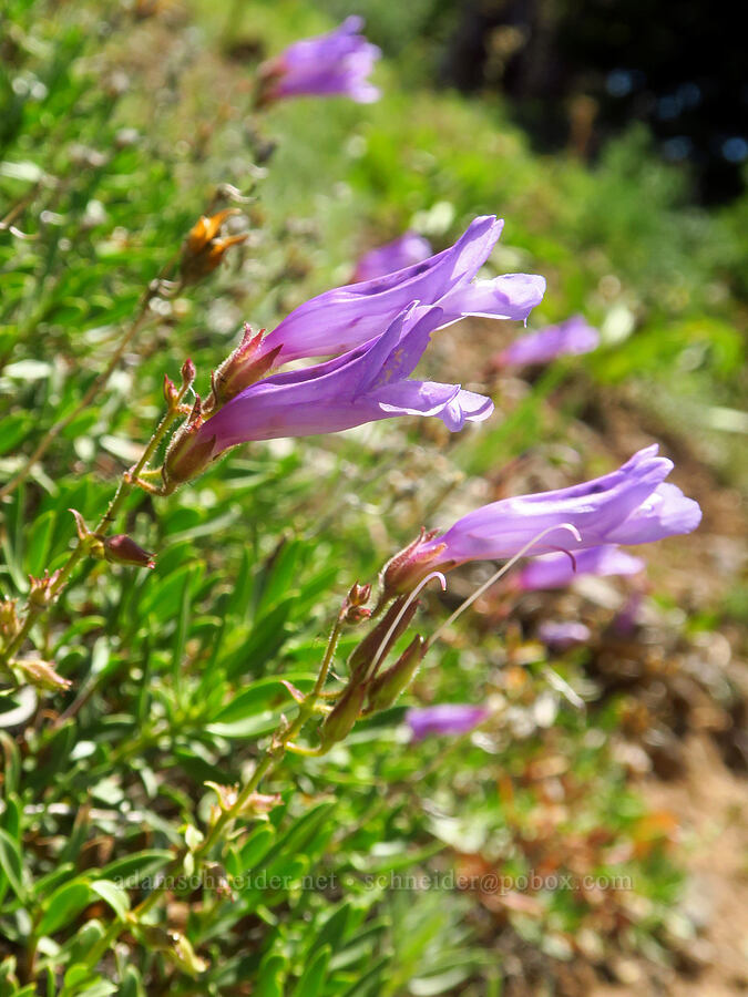 penstemon (Penstemon sp.) [Ironstone Mountain Trail, William O. Douglas Wilderness, Yakima County, Washington]