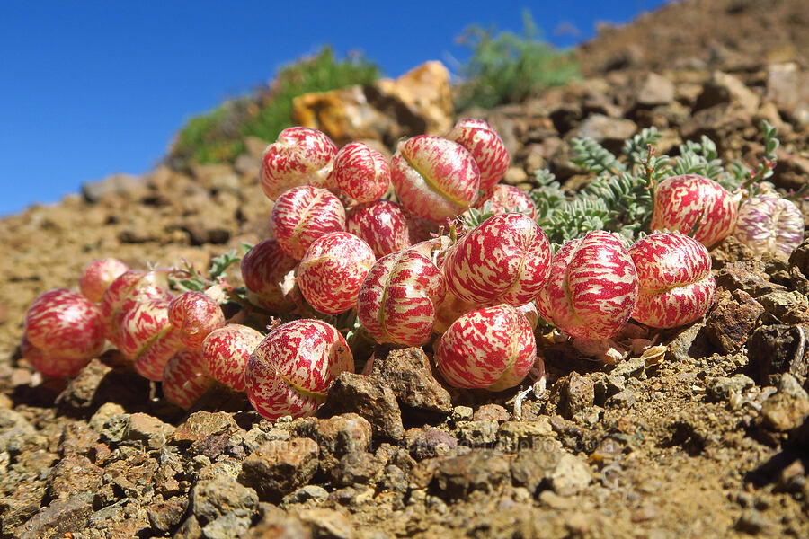 balloon-pod milk-vetch pods (Astragalus whitneyi var. sonneanus) [Ironstone Mountain Trail, William O. Douglas Wilderness, Yakima County, Washington]