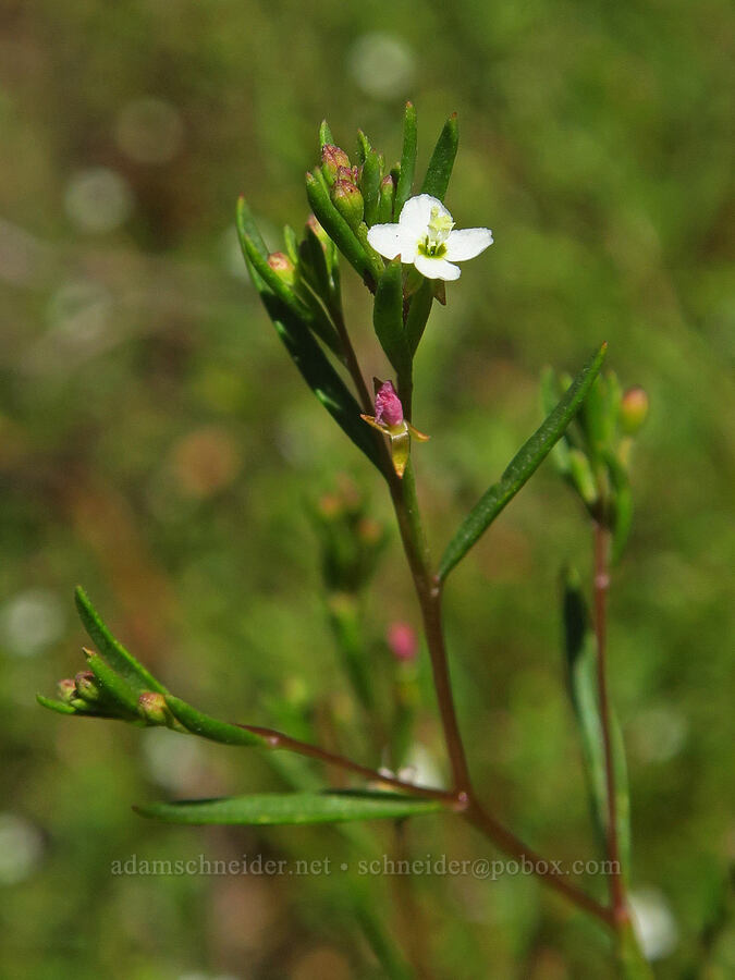 groundsmoke (Gayophytum sp.) [Ironstone Mountain Trail, William O. Douglas Wilderness, Yakima County, Washington]