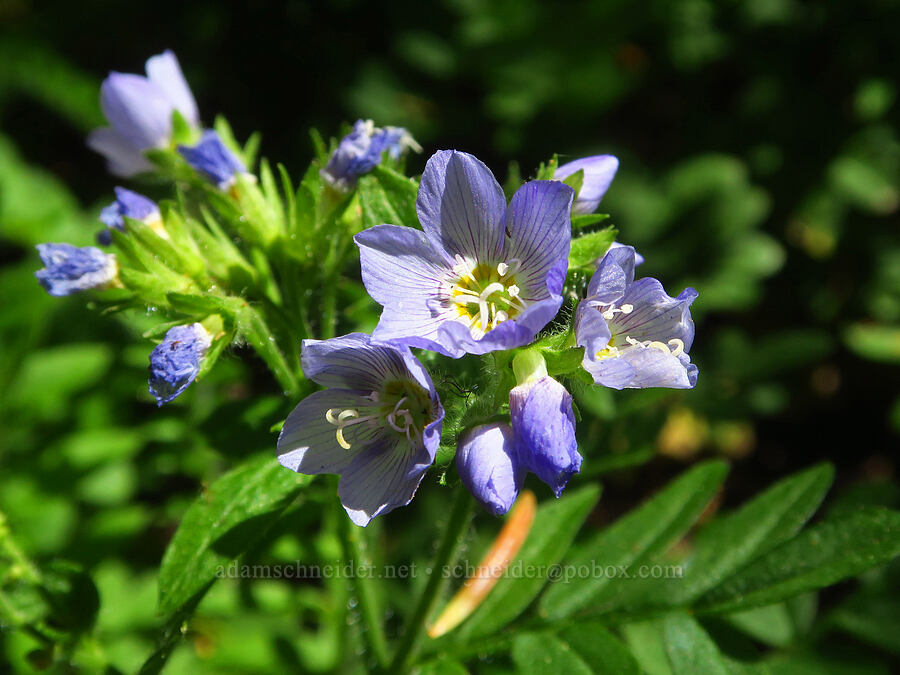 California Jacob's-ladder (Polemonium californicum) [Ironstone Mountain Trail, William O. Douglas Wilderness, Yakima County, Washington]