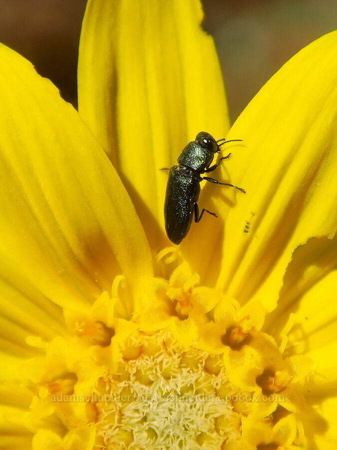 jewel beetle on heart-leaf arnica (Anthaxia sp., Arnica cordifolia) [Ironstone Mountain Trail, William O. Douglas Wilderness, Yakima County, Washington]