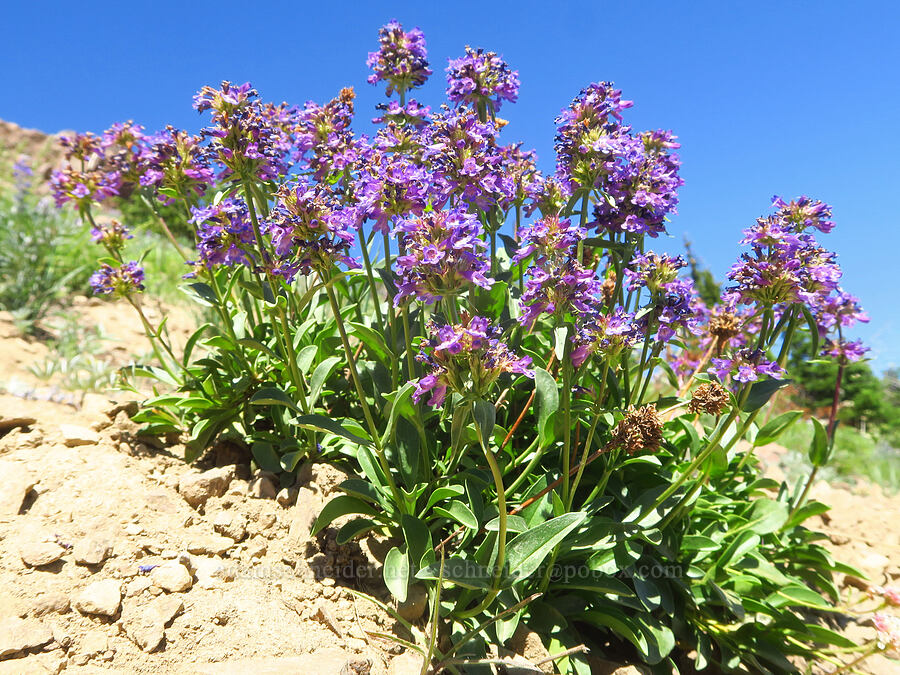 penstemon (Penstemon sp.) [Ironstone Mountain Trail, William O. Douglas Wilderness, Yakima County, Washington]