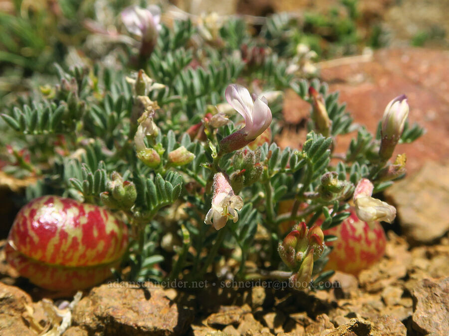 balloon-pod milk-vetch (Astragalus whitneyi var. sonneanus) [Burnt Mountain, William O. Douglas Wilderness, Yakima County, Washington]