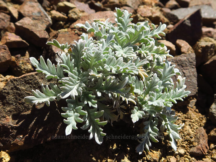 silky phacelia leaves (Phacelia sericea) [Burnt Mountain, William O. Douglas Wilderness, Yakima County, Washington]