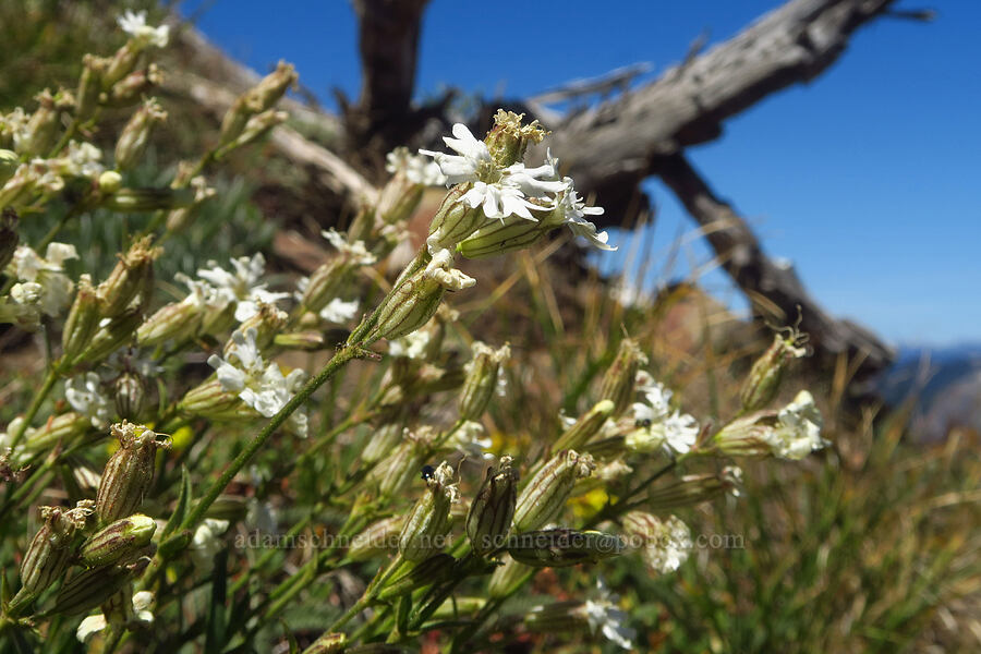 Parry's catchfly (Silene parryi) [Burnt Mountain, William O. Douglas Wilderness, Yakima County, Washington]