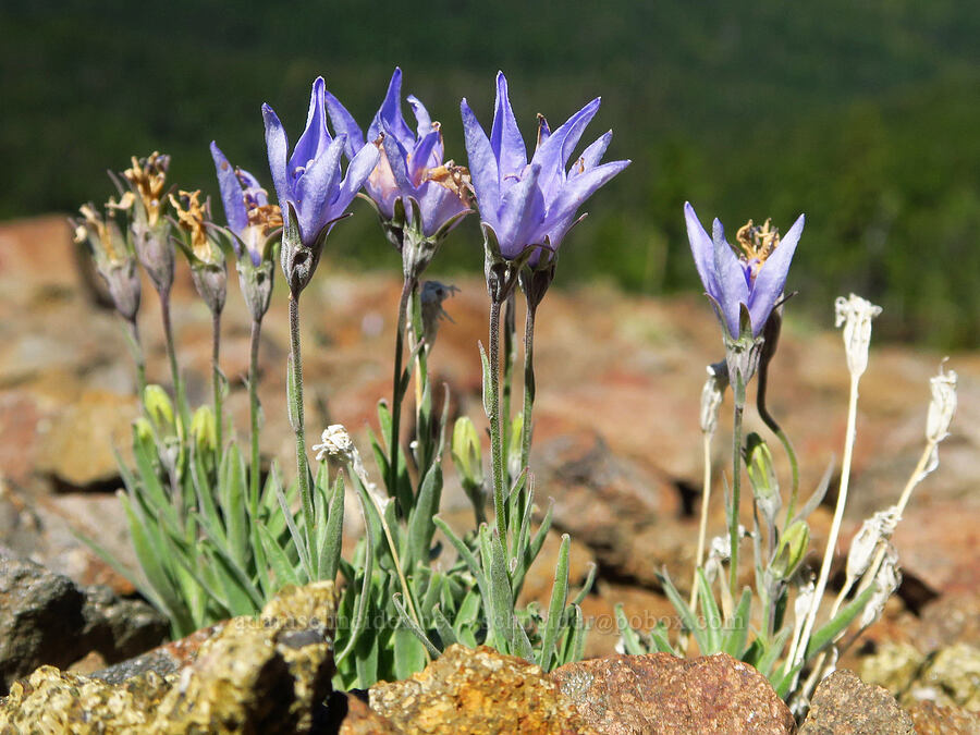 rough harebells (Campanula scabrella) [Burnt Mountain, William O. Douglas Wilderness, Yakima County, Washington]