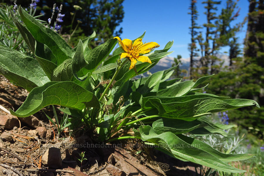 Carey's balsamroot (Balsamorhiza careyana) [Burnt Mountain, William O. Douglas Wilderness, Yakima County, Washington]