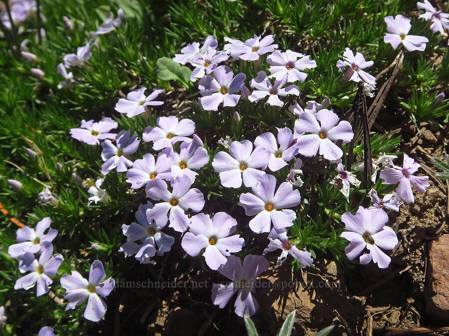 spreading phlox (Phlox diffusa) [Burnt Mountain, William O. Douglas Wilderness, Yakima County, Washington]