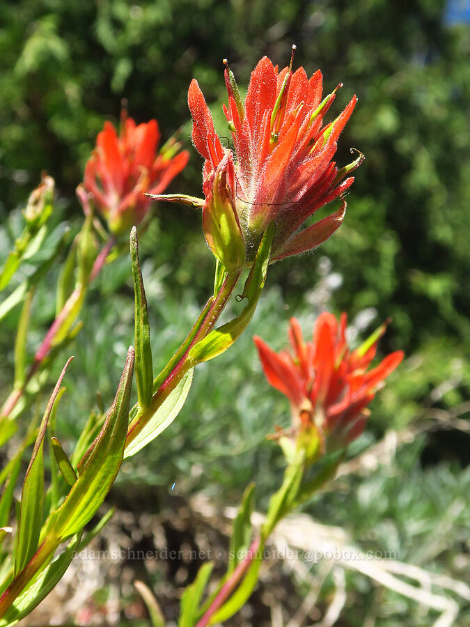 scarlet paintbrush (Castilleja miniata) [Burnt Mountain, William O. Douglas Wilderness, Yakima County, Washington]