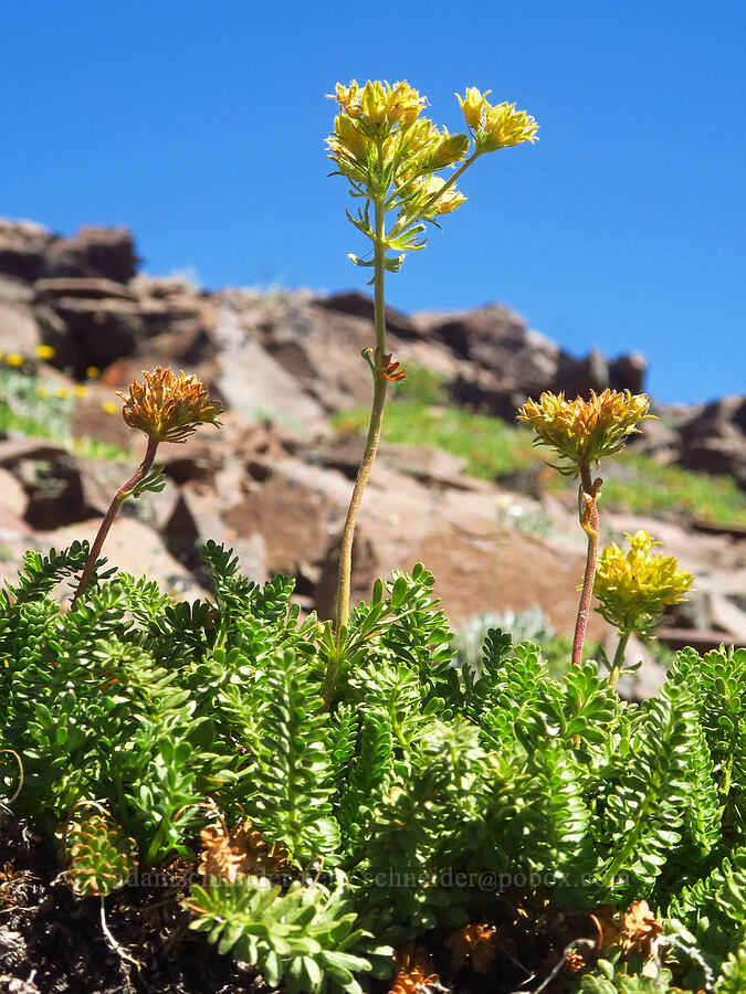 Gordon's mouse-tail (Ivesia gordonii (Potentilla gordonii)) [Burnt Mountain, William O. Douglas Wilderness, Yakima County, Washington]