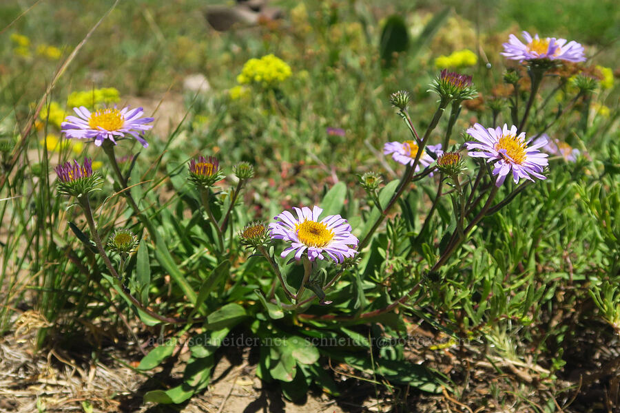 asters (Symphyotrichum sp. (Aster sp.)) [Burnt Mountain, William O. Douglas Wilderness, Yakima County, Washington]