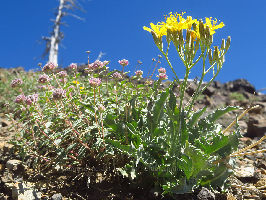 gray hawksbeard & coyote mint (Crepis intermedia, Monardella odoratissima ssp. discolor) [Ironstone Mountain Trail, William O. Douglas Wilderness, Yakima County, Washington]