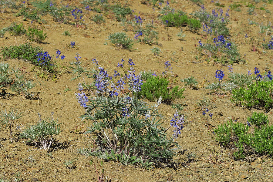 lupines & larkspur (Lupinus sp., Delphinium glareosum) [Ironstone Mountain Trail, William O. Douglas Wilderness, Yakima County, Washington]