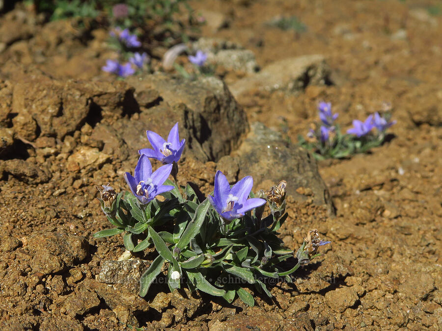 rough harebells (Campanula scabrella) [Ironstone Mountain Trail, William O. Douglas Wilderness, Yakima County, Washington]