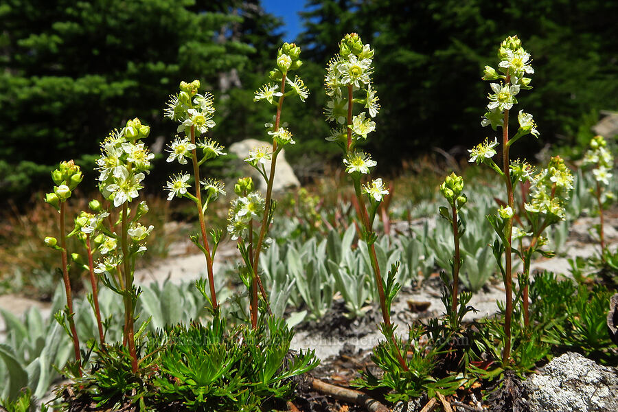 partridgefoot (Luetkea pectinata) [Shellrock Peak Trail, William O. Douglas Wilderness, Yakima County, Washington]