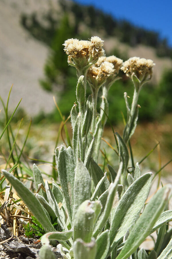 woolly pussy-toes (Antennaria lanata) [Shellrock Peak Trail, William O. Douglas Wilderness, Yakima County, Washington]
