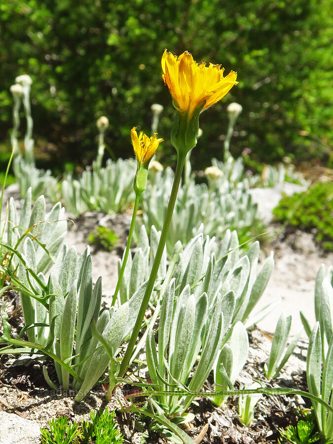 alpine lake agoseris & woolly pussy-toes leaves (Nothocalais alpestris (Microseris alpestris), Antennaria lanata) [Shellrock Peak Trail, William O. Douglas Wilderness, Yakima County, Washington]