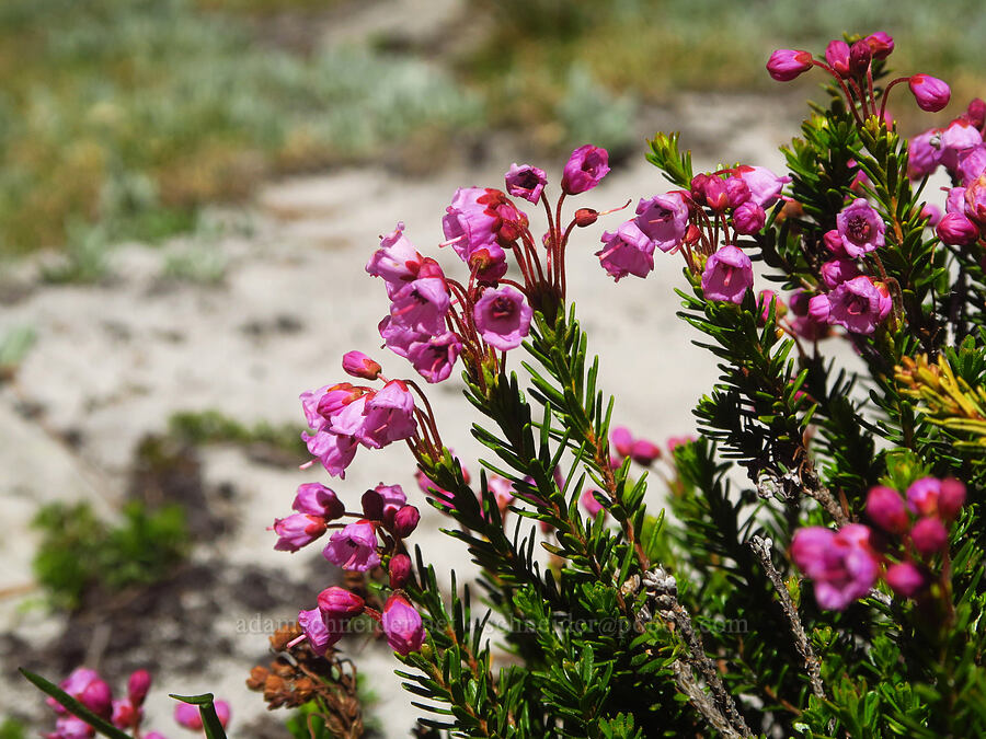 pink mountain heather (Phyllodoce empetriformis) [Shellrock Peak Trail, William O. Douglas Wilderness, Yakima County, Washington]