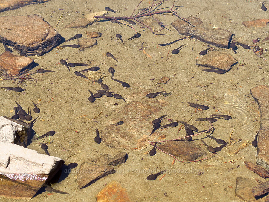 Cascades frog tadpoles (Rana cascadae) [Shellrock Peak Trail, William O. Douglas Wilderness, Yakima County, Washington]