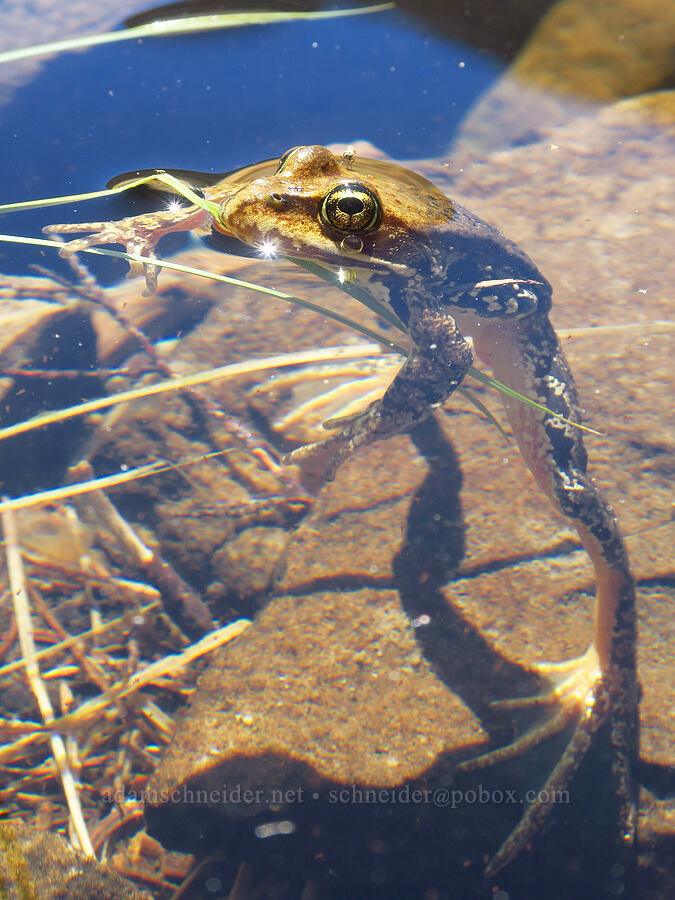 Cascades frog (Rana cascadae) [Shellrock Peak Trail, William O. Douglas Wilderness, Yakima County, Washington]