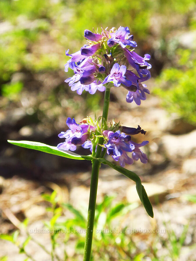 Rydberg's penstemon (Penstemon rydbergii) [Shellrock Peak, William O. Douglas Wilderness, Yakima County, Washington]