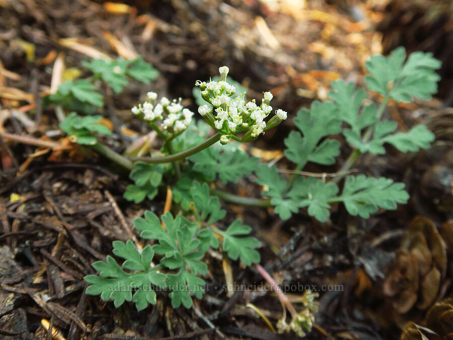 Cascade desert parsley (Lomatium martindalei) [Shellrock Peak, William O. Douglas Wilderness, Yakima County, Washington]