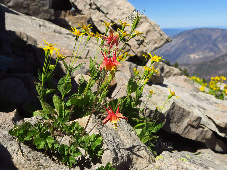 columbine & arnica (Aquilegia formosa, Arnica gracilis (Arnica latifolia var. gracilis)) [Shellrock Peak, William O. Douglas Wilderness, Yakima County, Washington]