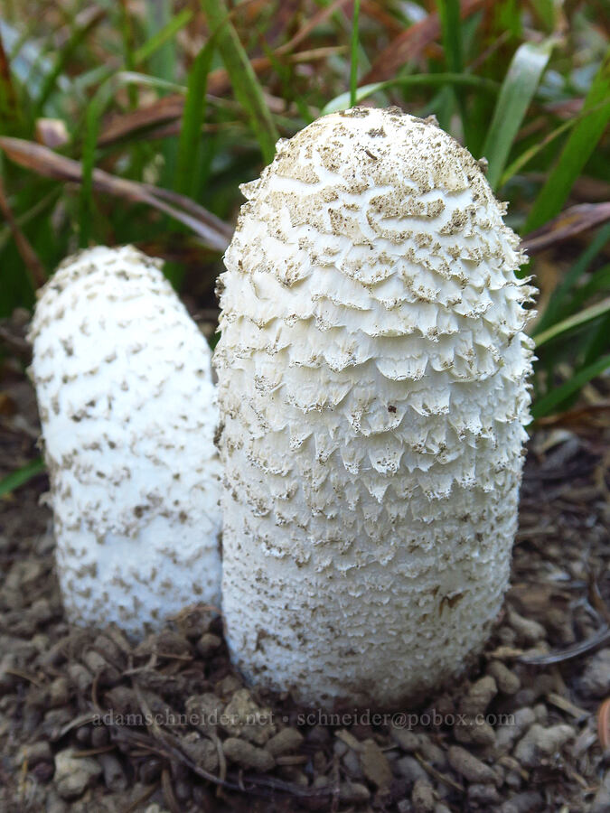 shaggy mane mushroom (Coprinus comatus) [Shellrock Peak, William O. Douglas Wilderness, Yakima County, Washington]