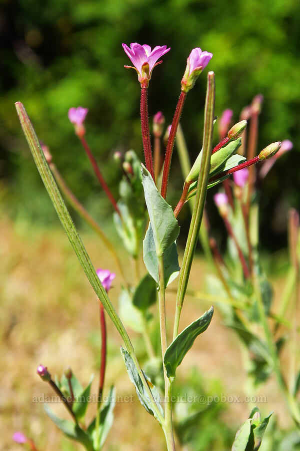 glaucous willow-herb (Epilobium glaberrimum) [Ironstone Mountain Trail, William O. Douglas Wilderness, Yakima County, Washington]