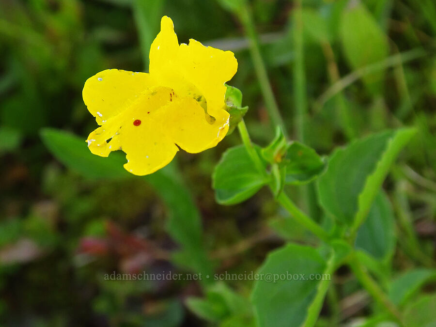 sharp-leaf monkeyflower (Erythranthe decora (Mimulus guttatus var. decorus)) [Ironstone Mountain Trail, William O. Douglas Wilderness, Yakima County, Washington]